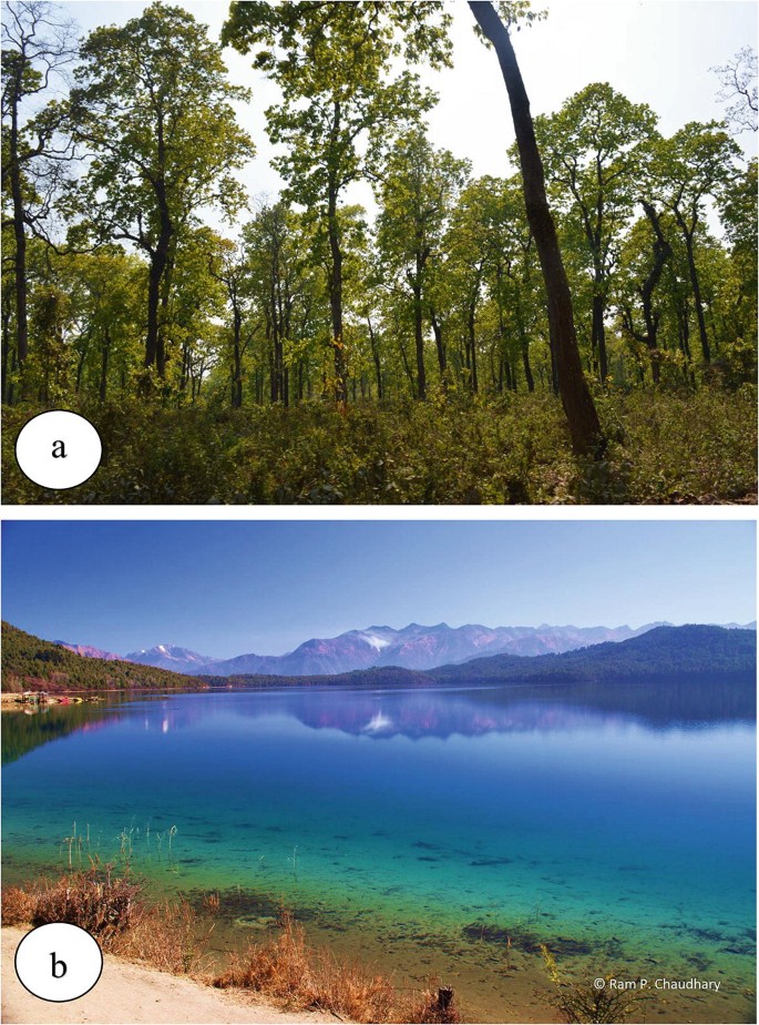 2 photos. a. A forest with long and slender trees with sparse canopy. b. A lake with thick vegetation in the background.