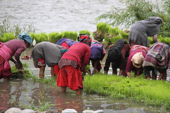 A photo of a group of people standing in the waterbody and uprooting grasses. Bundles of grasses are tied and kept in a row.