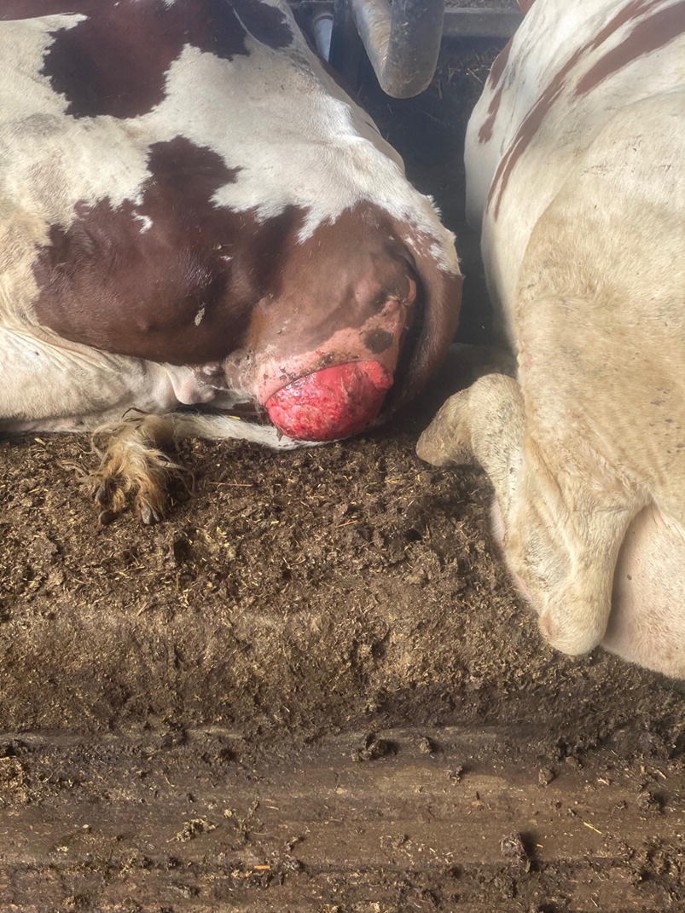 Vaginal prolapse in cattle - Fig 1