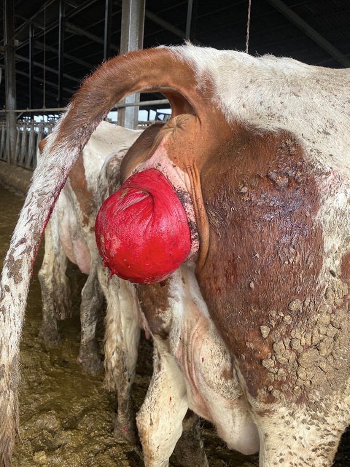 Vaginal prolapse in cattle - Fig 2