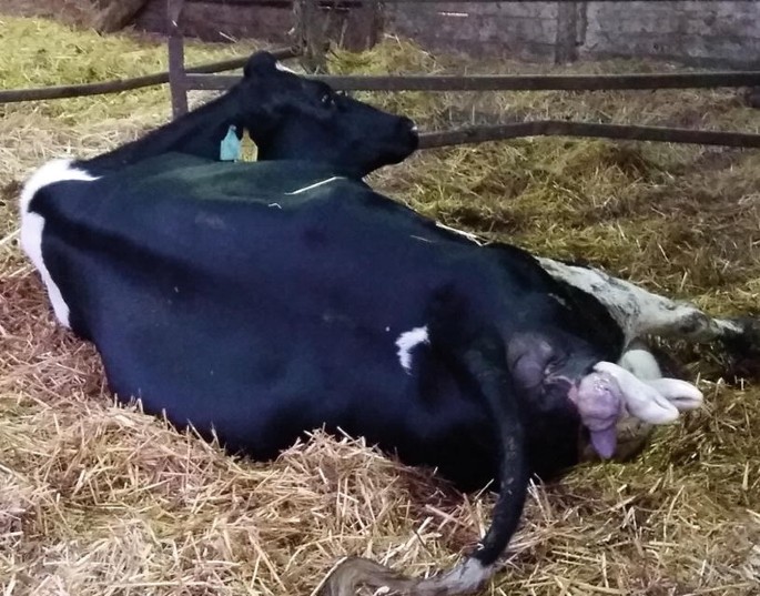 Mutation of Fetal Maldisposition in Cattle | SpringerLink