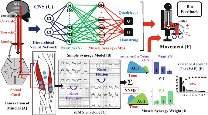 Fundamental Approaches of Studying the Neural Origin of Muscle 