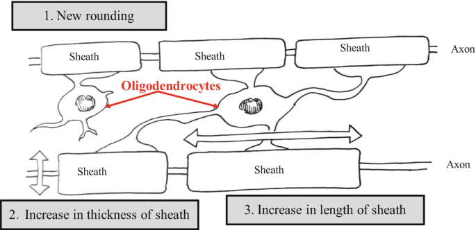 A schematic of the roles of oligodendrocytes. The oligodendrocytes are present between the sheaths of 2 adjacent axons. The roles are new rounding, increase in thickness of sheath, and increase in length of the sheath.