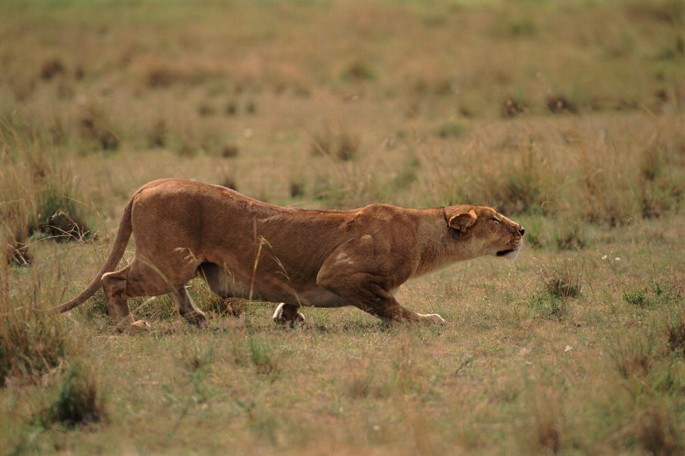 A photograph of a lioness in a stalking stance.