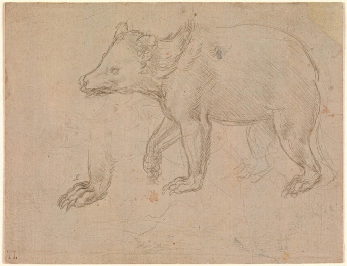 A photograph of a bear illustration on a piece of paper in pencil. The paper is pale.