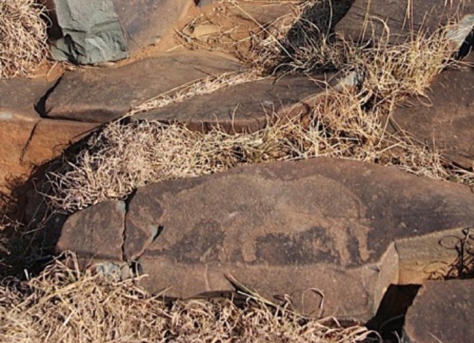A photograph of a group of large rocks with one of them having an engraving of a Wildebeest on it. The rocks are covered in dirt and grass.