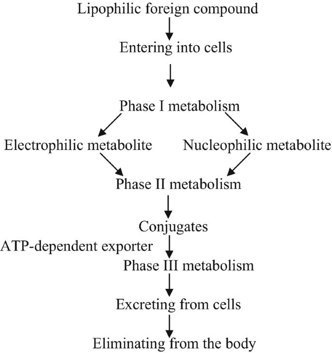 Phase II Detoxification Enzymes | Springer Nature Link