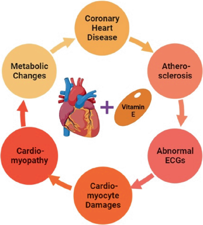 A cyclic diagram of the vitamin E with several roles. They are coronary heart disease, atherosclerosis, abnormal E C Gs, cardiomyocyte damage, cardiomyopathy, and metabolic changes.