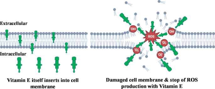 An illustration presents how vitamin E itself inserts into the cell membrane and the damaged cell membrane causes a reduction in R O S production with vitamin E.
