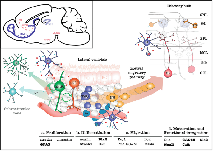 Adult Neurogenesis, Learning and Memory | SpringerLink