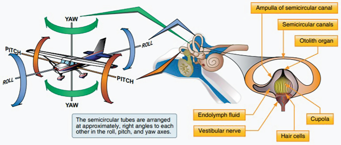 Two Illustrations. Left, It marks the Yaw, Pitch, and Roll of an aircraft. Right. Structure of the inner ear. labels are endolymph fluid, vestibular nerve, hair cells, cupola, ampulla of semicircular canal, semicircular canals, and otolith organ.