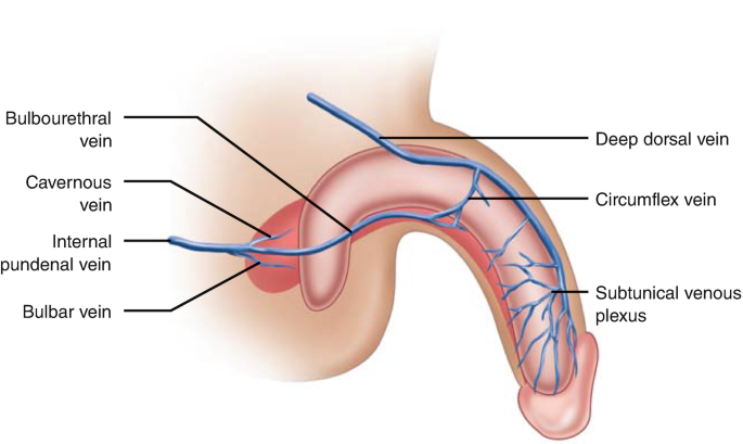 Anatomía del pene y fisiología de la erección | SpringerLink