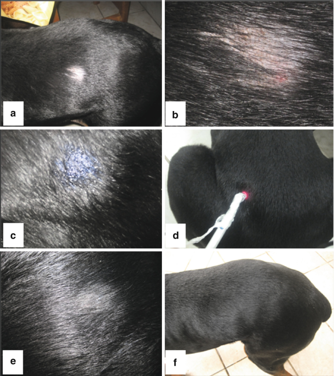 Small Animal Medicine | Springer Nature Link (formerly SpringerLink)