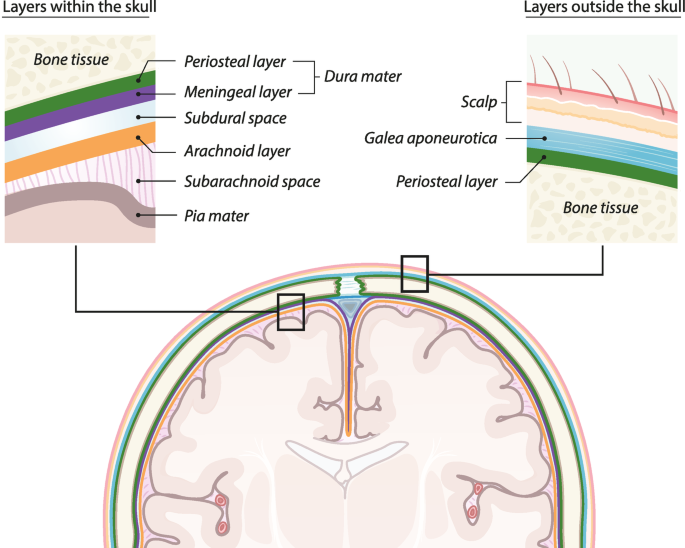 Birth-Related Mechanical Head Injuries | Springer Nature Link (formerly ...