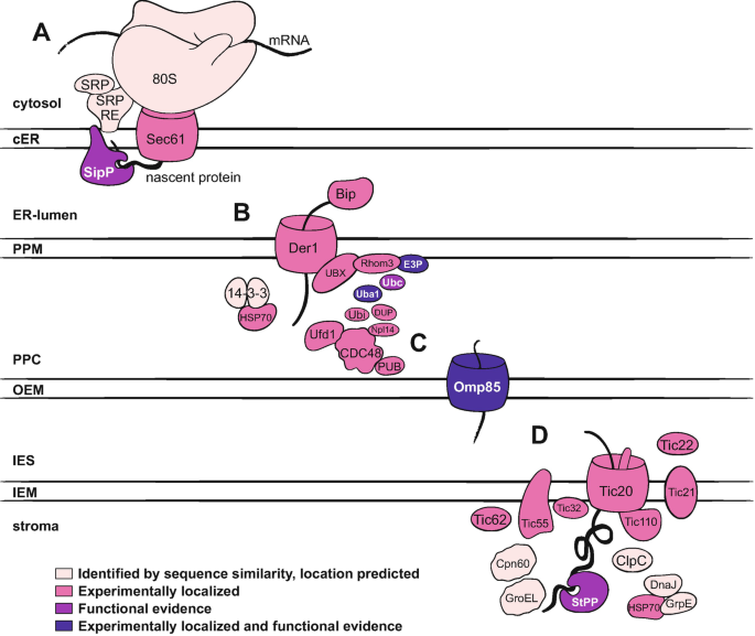 Translocation of Proteins into Four Membrane-Bound Complex Plastids of ...