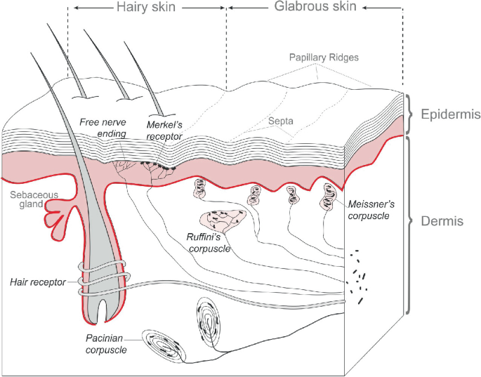 An anatomy of the skin. The epidermis is divided into hairy skin and glabrous skin. The hairy skin has a free nerve ending, Merkel's receptor. Glabrous skin has papillary ridges and septa. The dermis part includes Meissner's corpuscle and Pacinian corpuscle. Other parts labeled are hair receptors and the sebaceous gland.