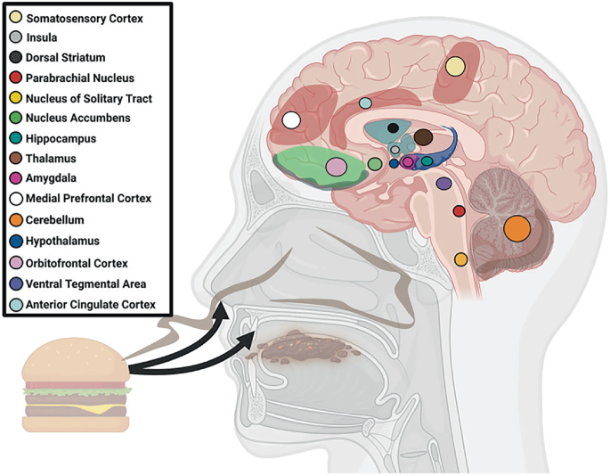 A schematic of the human head and brain highlights the areas associated with taste perception when smelling food. They include the somatosensory cortex, insula, dorsal striatum, parabrachial nucleus, nucleus of the solitary tract, nucleus accumbens, hippocampus, thalamus, amygdala, and cerebellum.