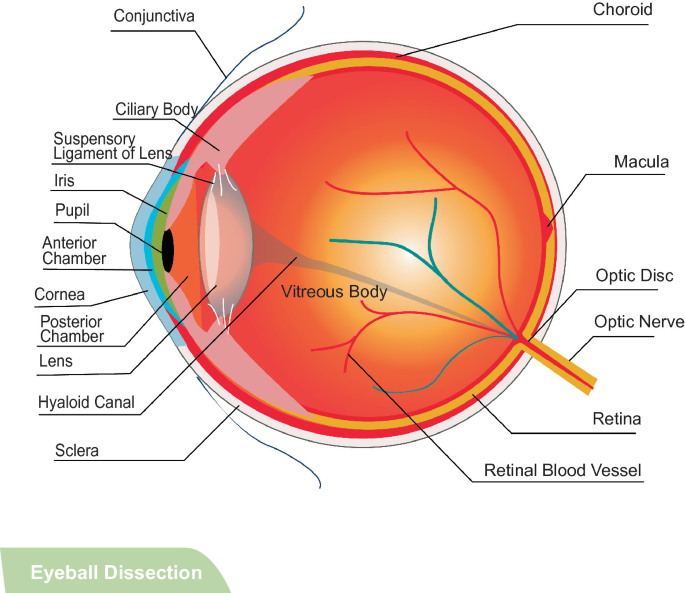 An anatomy of an eyeball. The parts labeled are conjunctiva, ciliary body, suspensory ligament of lens, pupil, anterior chamber, comes, posterior chamber, lens, hyaloid canal, sclera, retinal blood vessel, retina, optic nerve, optic disc, macula, and choroid.