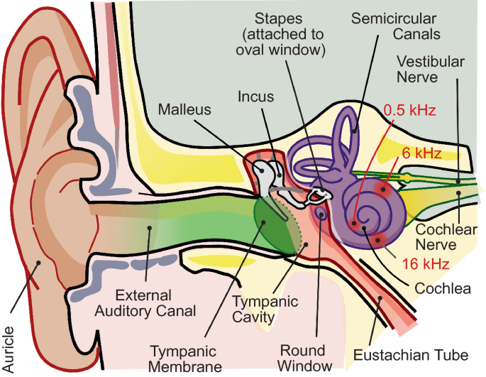 An anatomy of a human ear. The parts labeled include stapes, semicircular canals, vestibular nerves, cochlear nerve, Eustachian tube, Round window, tympanic cavity, tympanic membrane, external auditory canal, and auricle. The cochlea has 0.5 kilohertz at the apex, 6 in the middle, and 4 at the base.