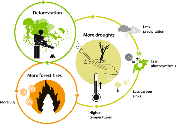 A diagram of interconnectedness of deforestation, drought, forest fires, and climate change. Deforestation leads to drought and forest fires, which in turn release C O 2 and contribute to climate change. More droughts result in less precipitation, less photosynthesis, less carbon sinks, and higher temperatures.