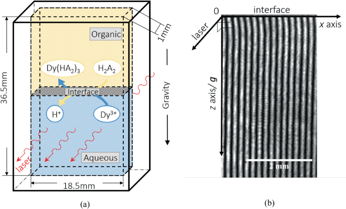 An experimental setup with a transparent container holding two layers of fluids labeled organic and aqueous with chemicals including D y H A 2 3, H 2 A 2, H plus D u 3 plus. A coordinate plane has vertical stripes observed at 2 millimeters with labels for interface and laser.