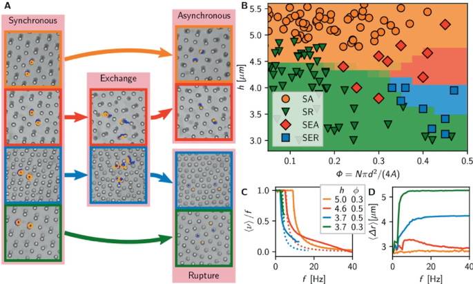 A. Schematic representation of four transition paths. The following paths include synchronous, asynchronous, exchange, and rupture. B. Scatterplot depicts h versus Phi = N Pi d square by 4 A for S A, S R, S E A, and S E R. C and D. Line graphs depict nu by f and del r versus f.