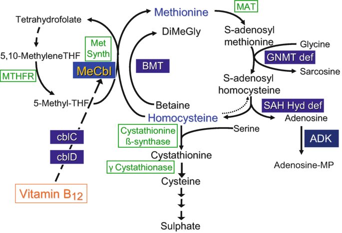 celiac disease glutathione Current and emerging therapies for coeliac disease