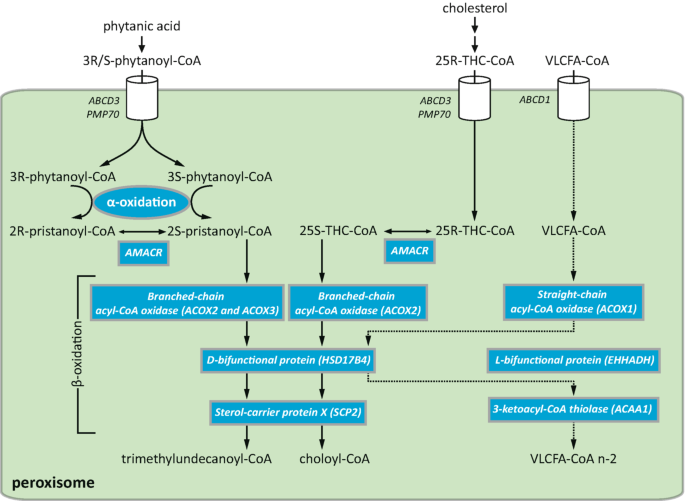 Peroxisomal Biomarkers | SpringerLink