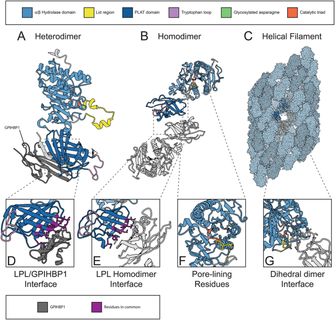lipo c dosing chart Macromolecular Interactions of Lipoprotein Lipase (LPL)