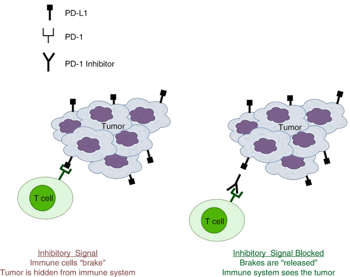 Immune Checkpoint Inhibitors in Oncology | SpringerLink