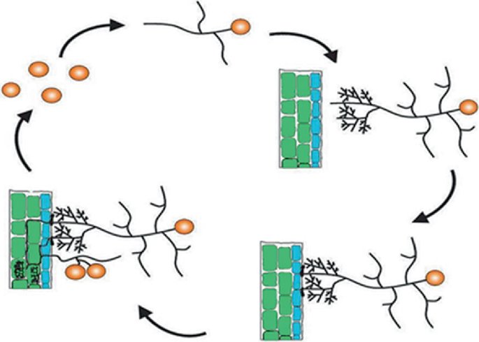 Mycological Loop Symbiotic Arbuscular Mycorrhizal Fungi as a Soil Essential Component ...