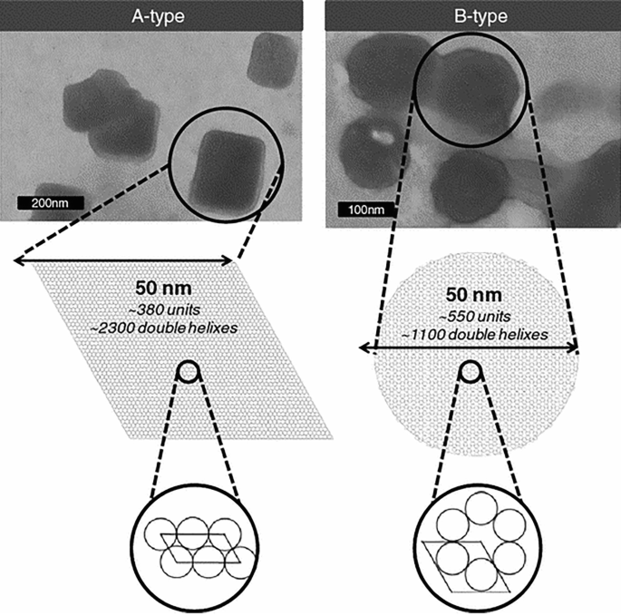 Starch Nanocrystals | SpringerLink