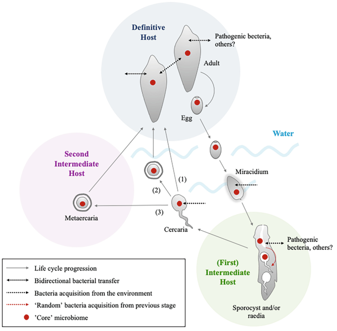 Form and Function in the Digenea, with an Emphasis on Host 