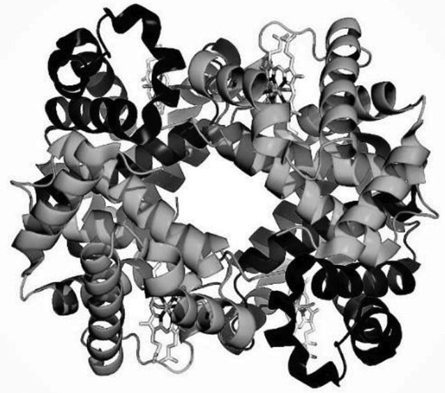 The Structure of Normal Human Hemoglobin SpringerLink