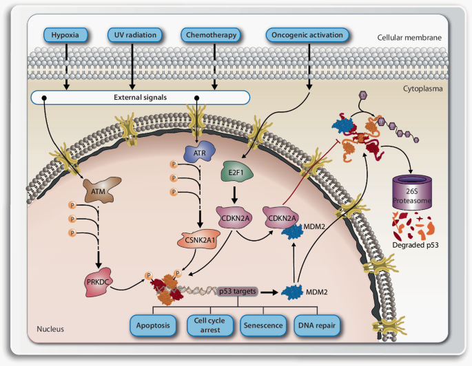 Molecular and Cellular Basis of Aging | SpringerLink