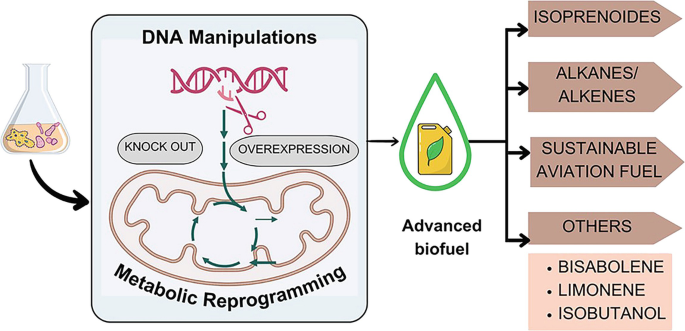 Recent Advances in Genetic and Metabolic Engineering for Drop-in ...