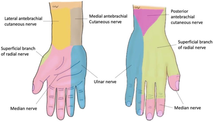 Fundamentals of Hand Anatomy | SpringerLink