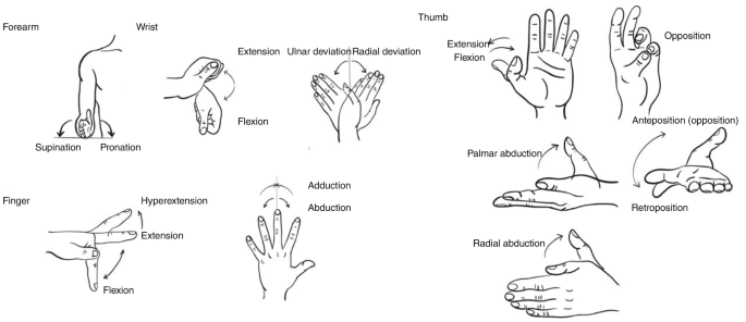 Hand Processes Fundamentals of Hand Examination | SpringerLink