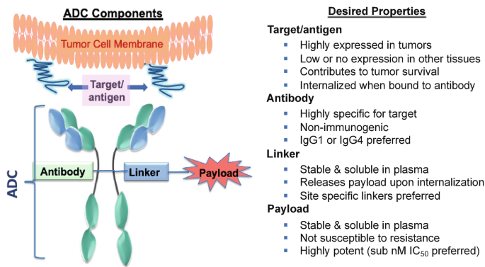 Development of Antibody-Drug Conjugates | SpringerLink
