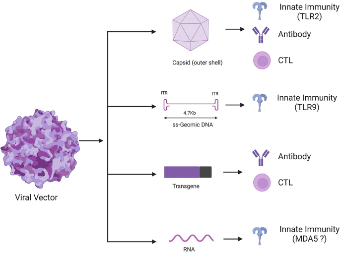 Vector Capsid Even a Worm Will Turn: Immunity Following AAV Vector Administration ...