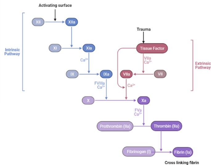 Dysfunctional Hemostasis SpringerLink