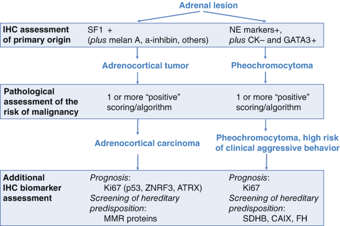 A pathology flowchart for adrenocortical carcinoma and pheochromocytoma involves I H C assessment of primary origin, pathological assessment of the risk of malignancy, and additional I H C biomarker assessment.