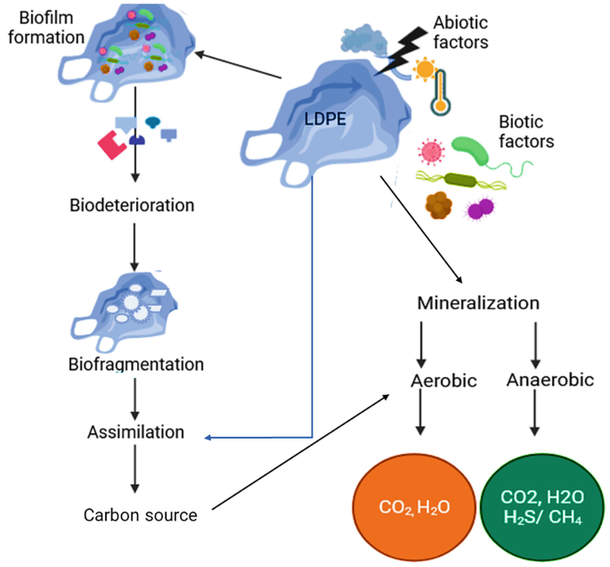 Degradation of Low-Density Polyethylene by Physical, Chemical, and ...