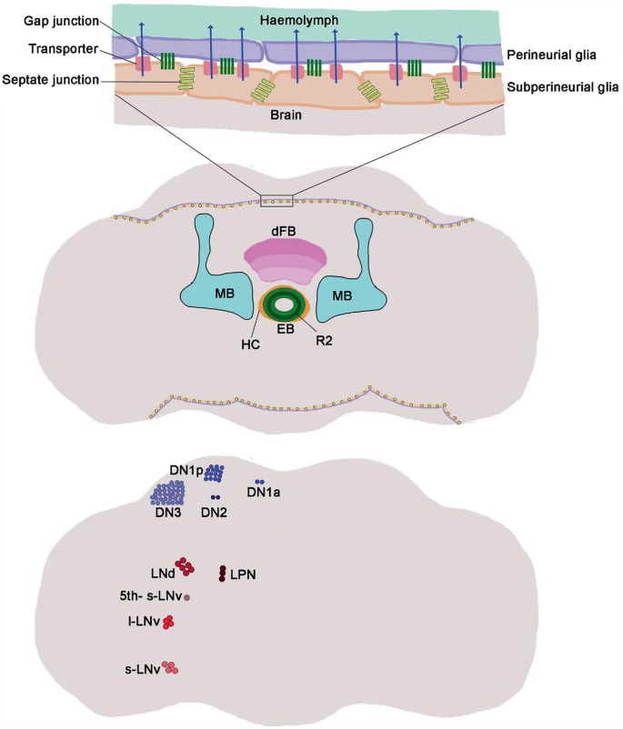 The Genetics of Sleep in Drosophila | Springer Nature Link (formerly ...