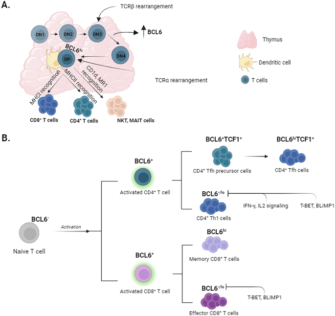 Key Functions of the Transcription Factor BCL6 During T-Cell ...