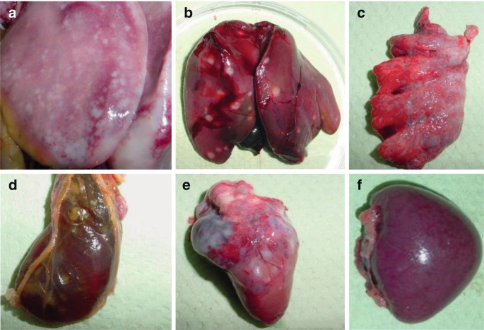 Marek's Disease | SpringerLink