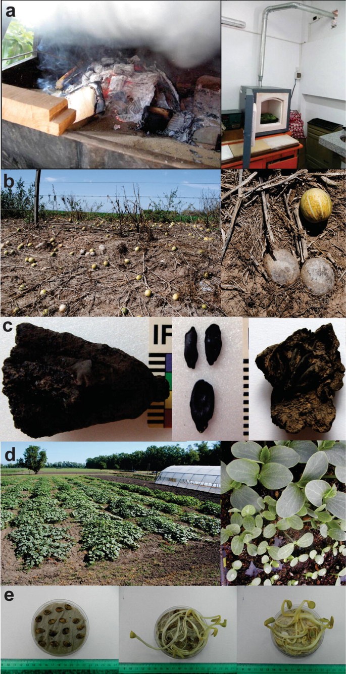 Archaeological Remains and Management Practices: Domesticated Plants,  Weeds, and Crops in the Pre-Hispanic Past of Northwestern Argentina |  SpringerLink, image size:685x1335