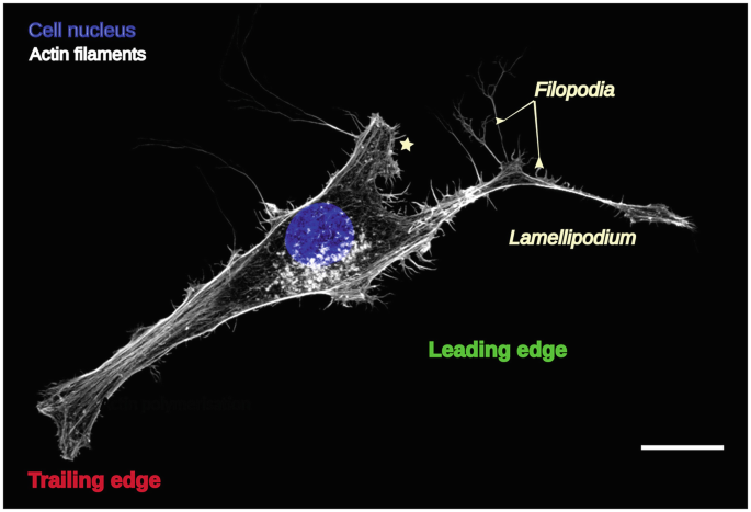 Cell Migration in Development | SpringerLink