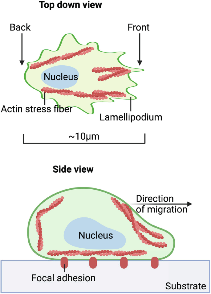 Biophysical and Biochemical Foundations of Cell Migration | SpringerLink