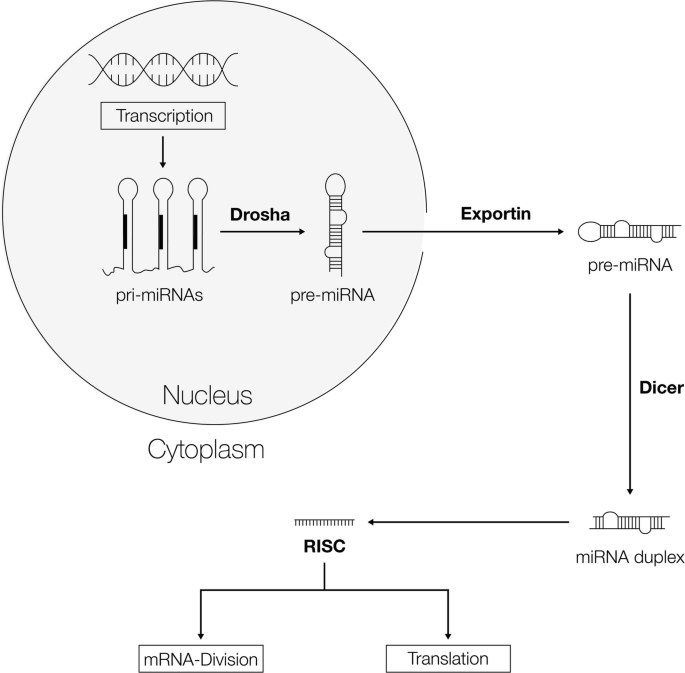 MiRNomics: An Introduction to MicroRNA Biology | SpringerLink